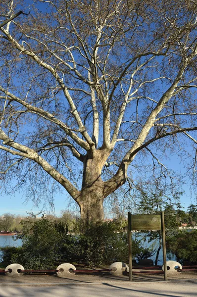 Platanus occidentalis dev